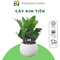 Cây kim tiền, cây kim phát tài phong thủy, cây để bàn