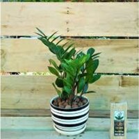 Cây KIM TIỀN - cây phong thủy đại phú quý, tài lộc