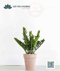 Cây kim tiền Chậu đất nung trồng cây loại lớn