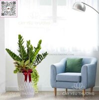 Cây kim tiền - Chậu nhựa trồng cây cỡ lớn