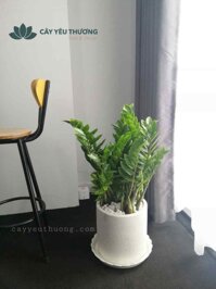 Cây kim tiền đẹp,giá rẻ,giao hàng miễn phí tại tp.hcm