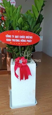 Cây kim tiền - giao hàng hồ chí minh