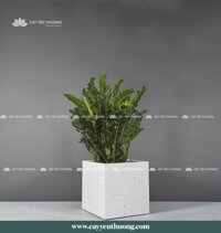 Cây kim tiền gốc lớn - Chậu Trồng Cây Cỡ Lớn