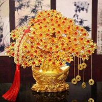 Cây kim tiền lộc - Cây phong thủy