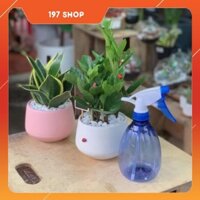 Cây Kim Tiền, Lưỡi Hổ, bình tưới cây - 12 x 12 x 30 Cm - Cây Mini Để Bàn & Chậu Trồng Cây Gốm Sứ Bát Tràng