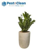 Cây Kim Tiền trồng trong chậu đá mài ( Có Kim Tiền cỡ lớn)