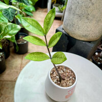 cây Kim Tiền Var đột biến - [ Zanzibar Gem Variegated ](giao như hình)