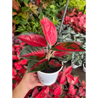 Cây lá đỏ Huyết Rồng lá dài cao 25-30cm