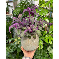 Cây lá gấm kim thất nhung (Purrple Passion)