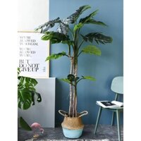 CÂY LÁ RÙA CẢNH