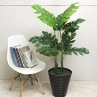 Cây lá rùa phong thủy cao 1met