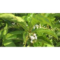 Cây Lài Thái ( Cầm Mộc )