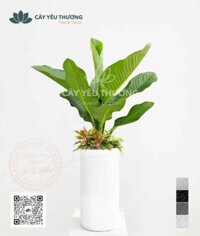 Cây làm quà tặng ý nghĩa - Đại phú gia