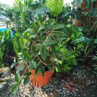 Cây Lan Cẩm Cù ( hàng đẹp)