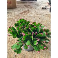 Cây lan càng cua  cao 15cm bụi to khỏe hoa nở bắt mắt dễ chăm sóc thích hợp trang trí nội thất