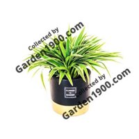 Cây lan chi (Cây dây nhện) nội thất văn phòng - Cây lan bạch chỉ