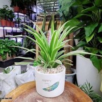 Cây Lan Chi để bàn (Cỏ Lan Chi) | Cây Dây Nhện
