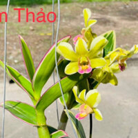 Cây Lan Đen ro Lá Biên Size Trung Chuẩn Bị Cho Hoa,Cây Giống Thái Đã Thuần, Hoa Lan Tâm Thảo.