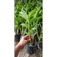 Cây Lan Dendro Nắng Thơm Bà Liễu - Cây to sắp hoa - giao cây to như hình  - Vựa Kiểng Sa Đéc - VuasKiengSaDec