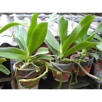 CÂY LAN ĐUÔI CHỒN [ NGỌC ĐIỂM ] NHƯ HÌNH.  [ CÂY RA HOA NHIỀU MÀU RẤT ĐẸP ]