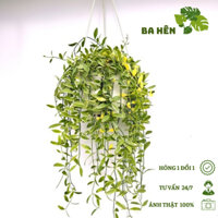Cây Lan Hạt Dưa Cẩm Thạch - Cây Dollar Hạt Dưa Cẩm Thạch - Cây Treo Ban Công, Cửa Sổ - Trang Trí Vườn