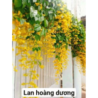 Cây lan hoàng dương - Dạ ngọc minh châu cao 60cm