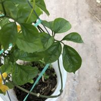 Cây lan hoàng dương trồng chậu treo, ngọn leo dài 40cm hoa vàng bắt mắt, dễ dàng chăm sóc thích hợp trang trí cảnh quan