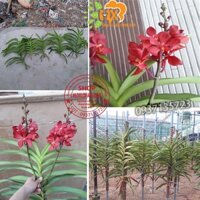 cây lan mokara màu đỏ cây giống cao từ 25-35cm