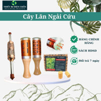 Cây Lăn Ngải Ngọc Bích Dùng Massage Mặt và Body, Con Lăn Ngải Ngọc Bích Giúp Thư Giãn, Cải Thiện Tuần Hoàn Máu