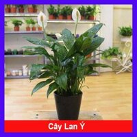 Cây lan ý - cây cảnh để bàn làm việc  Tặng phân bón cho cây mau lớn