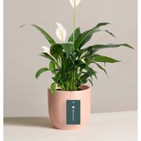 Cây Lan Ý (mini để bàn) - Chậu sứ