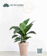 Cây lan ý mỹ Chậu đất nung trồng cây loại lớn