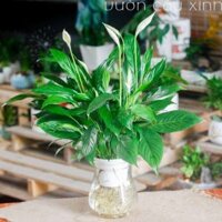 Cây lan ý thủy sinh để bàn | Cây cảnh trong nhà