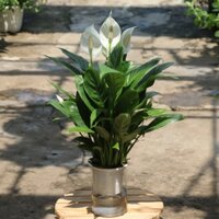 Cây Lan Ý thủy sinh để bàn