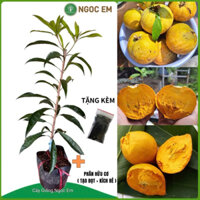 Cây lê ki ma thái ghép lớn, Lớn trồng 1 mét  ( 2 tháng có trái ) chuẩn giống, nhánh xum xê