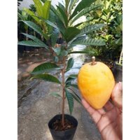 Cây 🌲 Lê ki ma Thái siêu trái... đang hoa