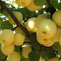 Cây lê vàng siêu quả