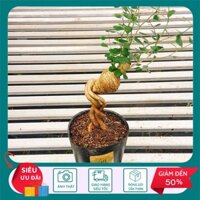 Cây Linh Sam Bonsai Gốc Đẹp (Linh Sam Sông Hinh) - Cây cảnh trang trí - STCX86