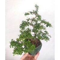 Cây Linh sam bonsai mini
