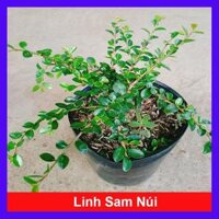 Cây Linh Sam Núi - cây cảnh để bàn  tặng phân bón