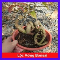 Cây Lộc Vừng Bonsai - cây 4 năm tuổi gốc đẹp mang đến phong thủy tốt, chậu nhựa như hình