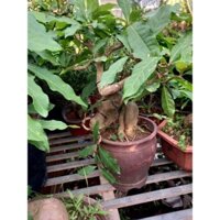 Cây 🌲 Lộc Vừng bonsai đặt bàn ( phong thủy)