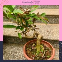 Cây lộc vừng bonsai hoa đỏ, lộc vừng cảnh giống cao 30cm, trang trí bàn làm việc mini, cây phong thuỷ, ảnh thật