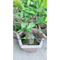 Cây Lộc Vừng Bonsai