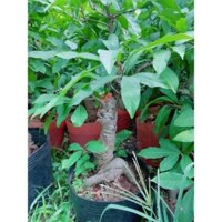 Cây Lộc Vừng Bonsai