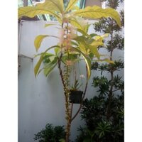 Cây Lộc vừng hoa to, màu hoa như hình 1, chiều cao khoảng 1m