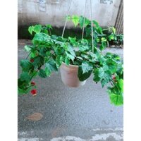 Cây Lồng Đèn Size Lớn