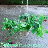 Cây Lồng Đèn Size Lớn