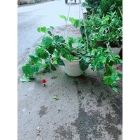 Cây Lồng Đèn Size Lớn