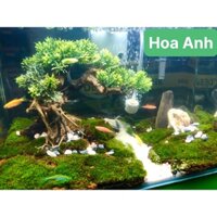 Cây lũa bonsai ghép lá nhựa giả trang trí hồ bể cá